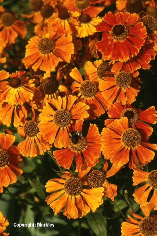 Helenium 'Waltraud'