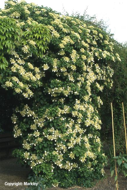 Hydrangea petiolaris