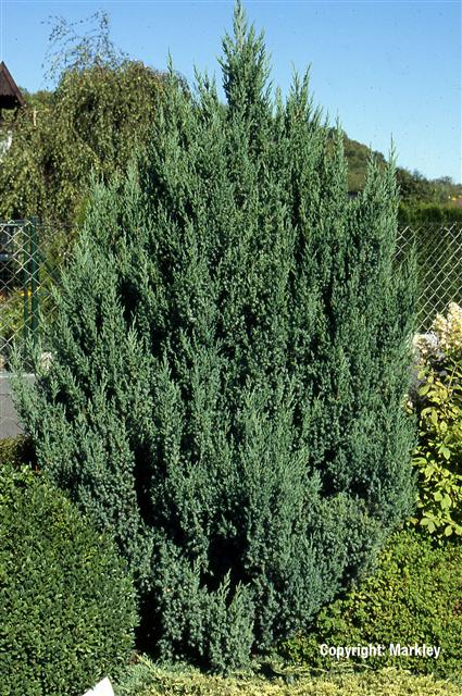 Juniperus chinensis 'Stricta'