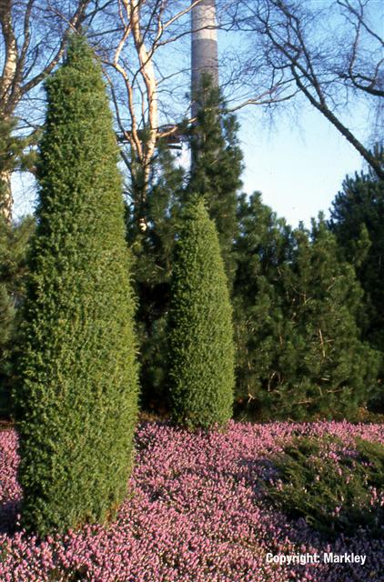 Juniperus communis 'Hibernica'