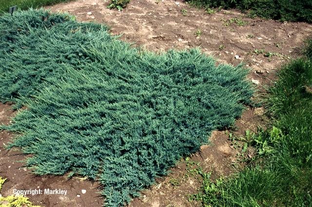 Juniperus horizontalis 'Blue Chip'