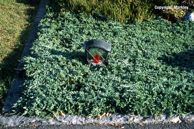 Juniperus horizontalis 'Glauca'