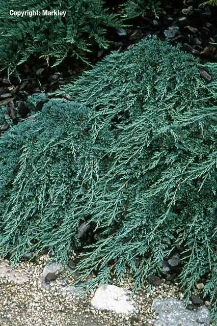 Juniperus horizontalis 'Icee Blue'