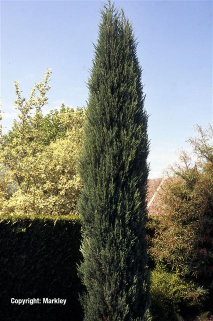 Juniperus scopulorum 'Blue Arrow'