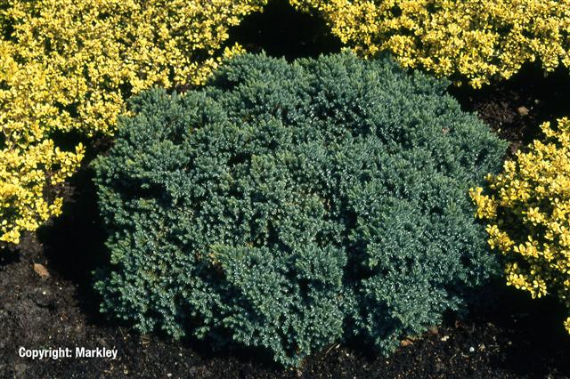 Juniperus squamata 'Blue Star'