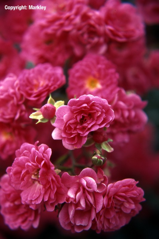 Rosa 'Lovely Fairy' - R -