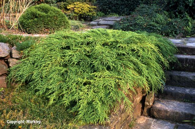 Microbiota decussata