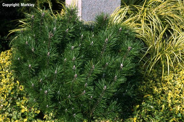 Pinus mugo 'Mops'