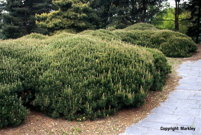 Pinus mugo ssp. pumilio