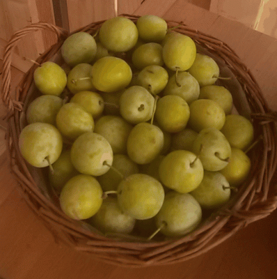 Prunus syr. 'Bellamira'