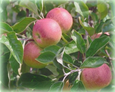 Apfel 'Berleis'