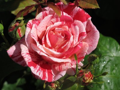 Rosa 'Papageno' -R-