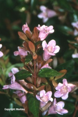 Abelia grandiflora 'Edward Goucher'