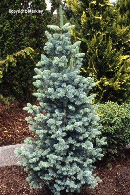 Abies lasiocarpa 'Compacta'