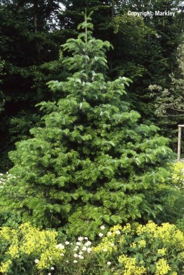 Abies nordmanniana
