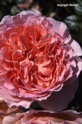 Rosa 'Abraham Darby'-R-
