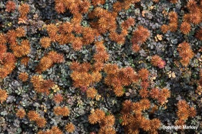 Acaena microphylla 'Kupferteppich'