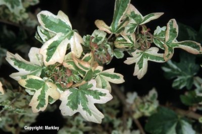 Acer campestre 'Carnival'