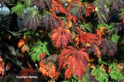 Acer japonicum 'Aconitifolium'