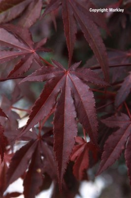 Acer palmatum 'Atropurpureum