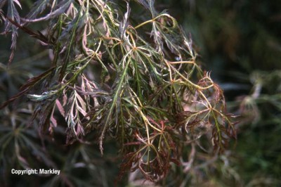 Acer palmatum 'Beni-shidare'