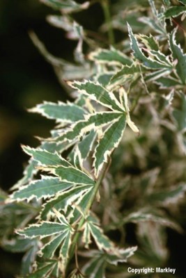 Acer palmatum 'Butterfly'