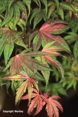 Acer palmatum 'Geisha'