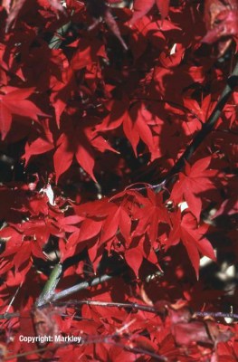 Acer palmatum 'Osakazuki'