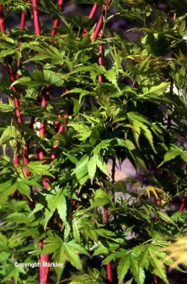 Acer palmatum 'Sango kaku'