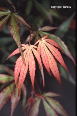 Acer palmatum 'Shaina'