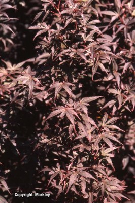 Acer palmatum 'Skeeters Broom'