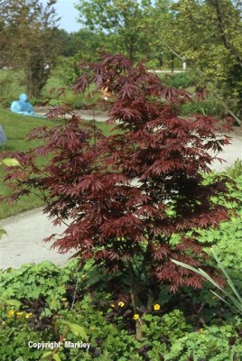 Acer palmatum 'Trompenburg'