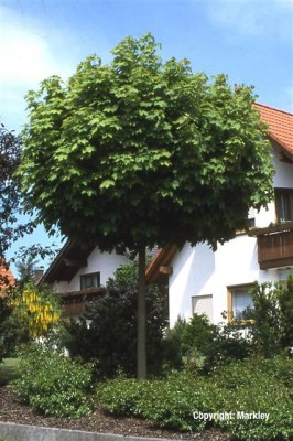 Acer platanoides 'Globosum'