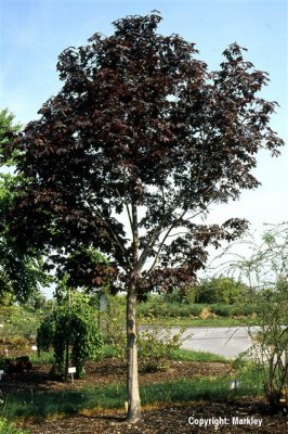 Acer platanoides 'Royal Red'