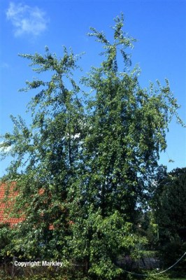 Acer saccharinum 'Wieri'