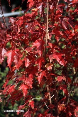 Acer tataricum subsp. ginnala
