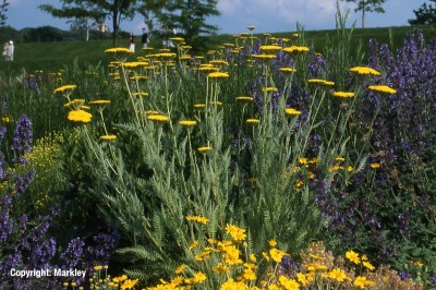 Achillea filipendulina 'Coronation Gold'