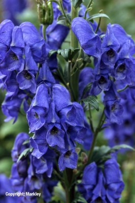 Aconitum carmichaelii 'Arendsii'
