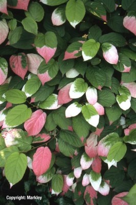 Actinidia kolomikta