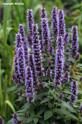 Agastache rugosa 'Blue Fortune'