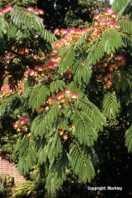 Albizia julibrissin 'Rosea'