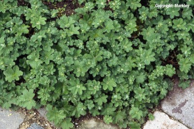 Alchemilla erythropoda