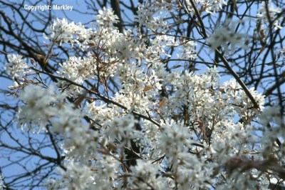 Amelanchier lamarckii