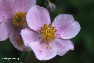 Anemone hupehensis 'Septembercharme'