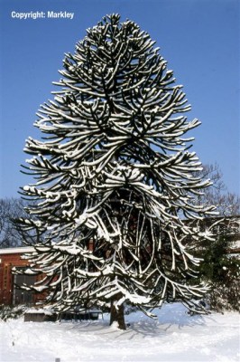 Araucaria araucana