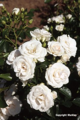 Rosa 'Aspirin-Rose'  - R -