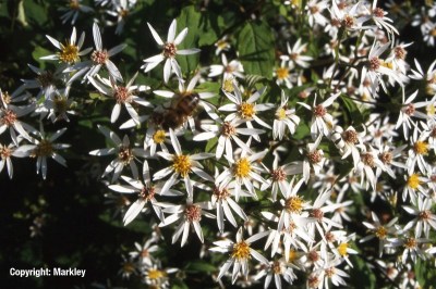 Aster divaricatus