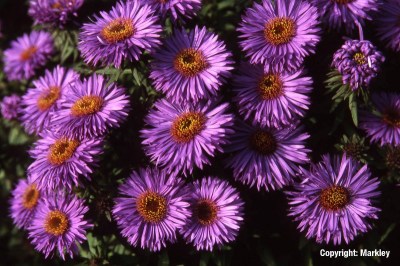 Aster novae-angliae 'Purple Dome'