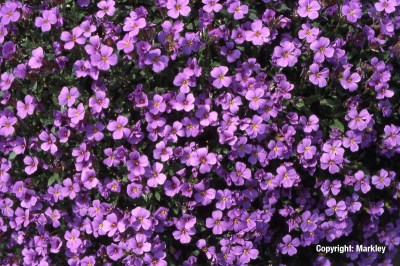 Aubrieta x cult.'Blaumeise'