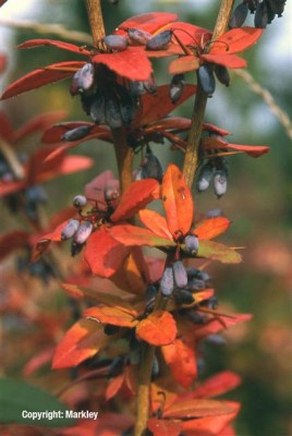 Berberis julianae
